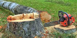 Best Tree Trimming and Pruning  in Chester, CA