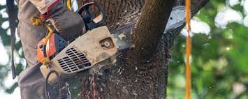 Best Tree Health Inspection  in Chester, CA