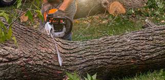 How Our Tree Care Process Works  in  Chester, CA