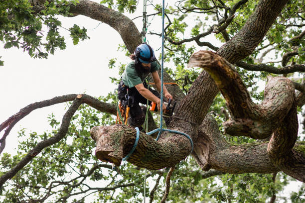 Reliable Chester, CA Tree Care Solutions