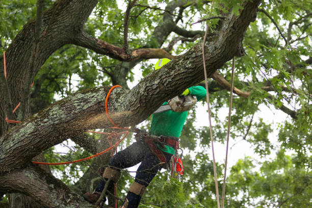 Best Tree Cabling and Bracing  in Chester, CA