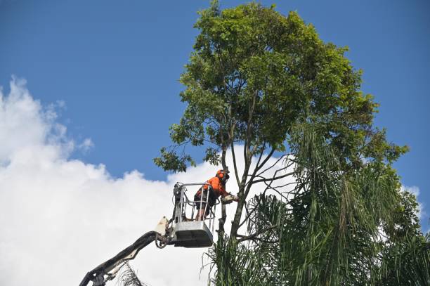 Best Leaf Removal  in Chester, CA