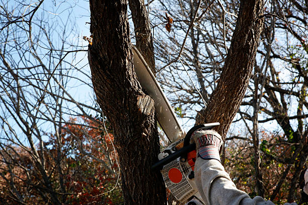 Best Tree Removal  in Chester, CA
