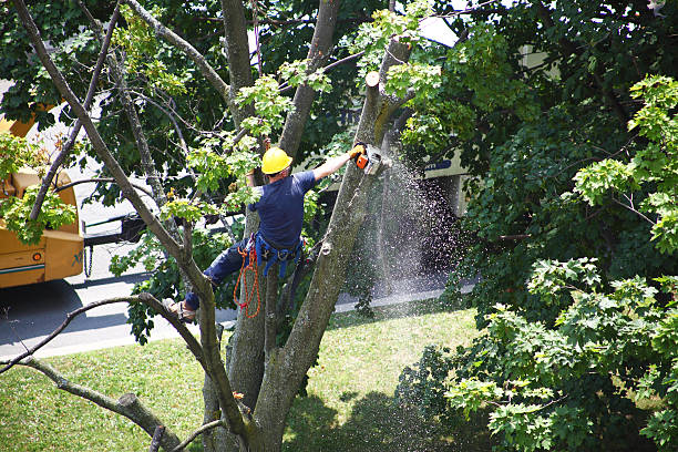 Best Stump Grinding and Removal  in Chester, CA