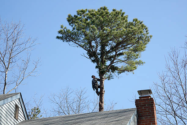 Best Tree Preservation Services  in Chester, CA