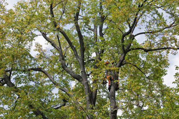 Best Tree Risk Assessment  in Chester, CA